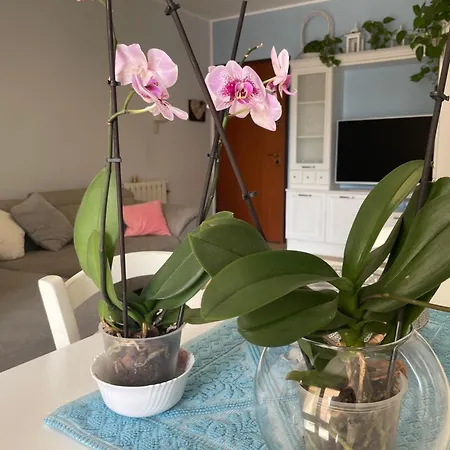 Casa Eleo Apartman *