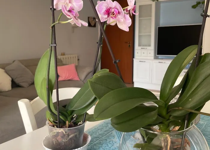 Casa Eleo Appartamento *